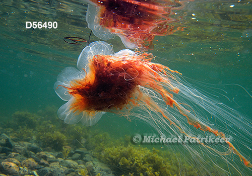 Lion's Mane Jellyfish (Cyanea capillata)